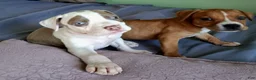 American Pit Bull Terrier dogs for sale: American Pit Bull Terrier Puppy 1 - Ad 1