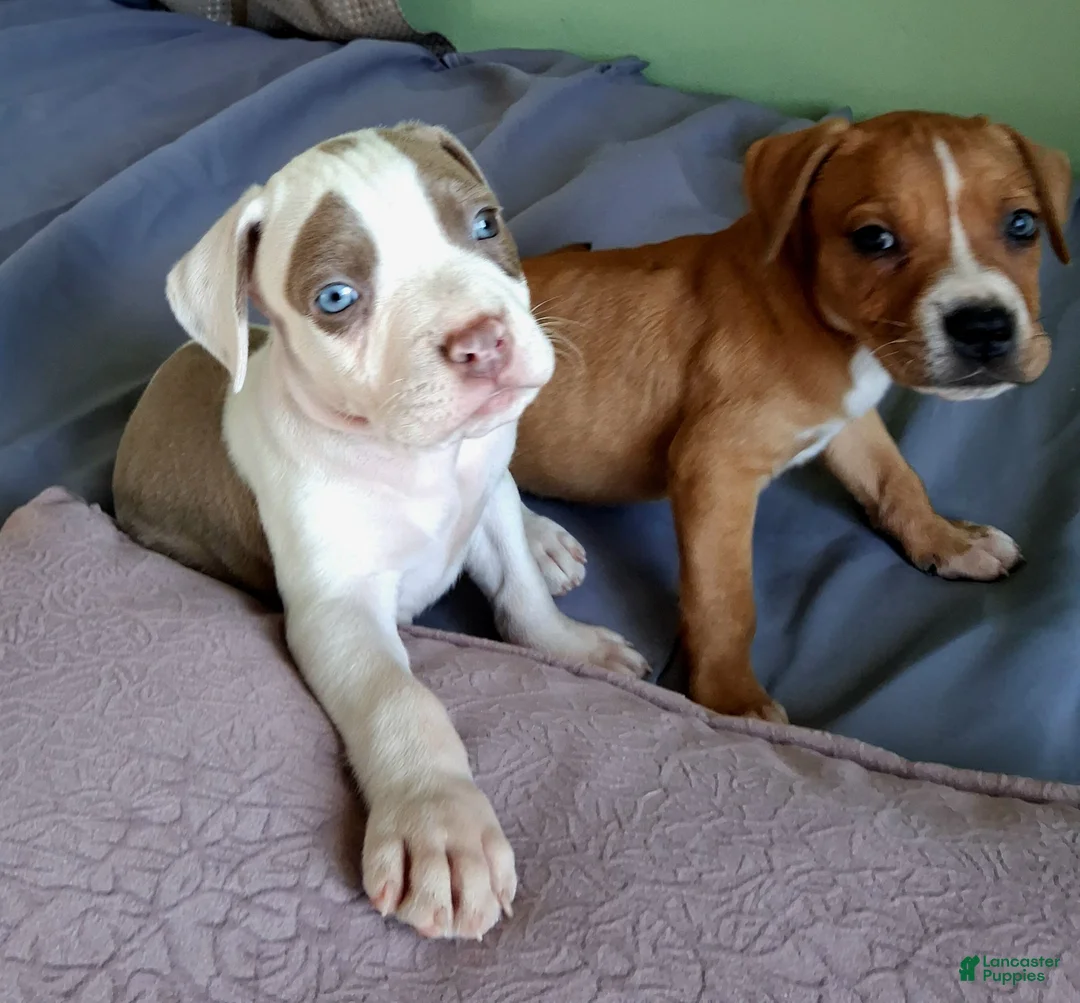 American Pit Bull Terrier dogs for sale: American Pit Bull Terrier Puppy 1 - Ad 1