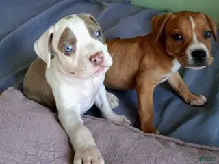 American Pit Bull Terrier dogs American Pit Bull Terrier Puppy 1 - Ad 4