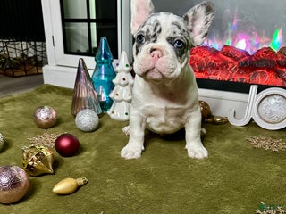 French Bulldog dogs - Ad 17
