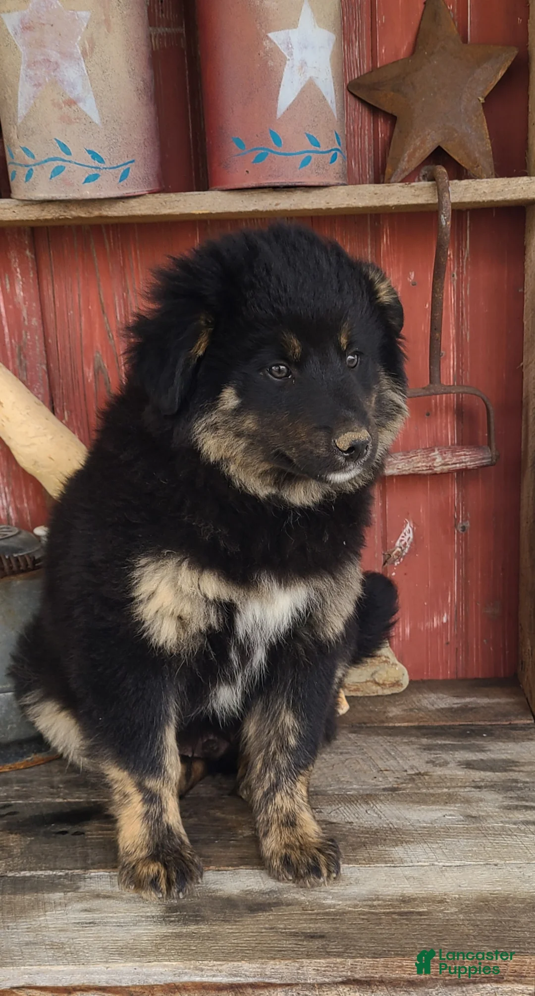 Mixed Breed dogs for sale: Mixed Breed Puppy 3 - Ad 1