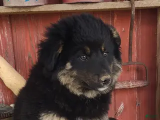 Mixed Breed dogs for sale: Mixed Breed Puppy 3 - Ad 3