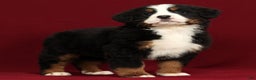 Bernese Mountain Dog dogs for sale: Piper - Ad 2