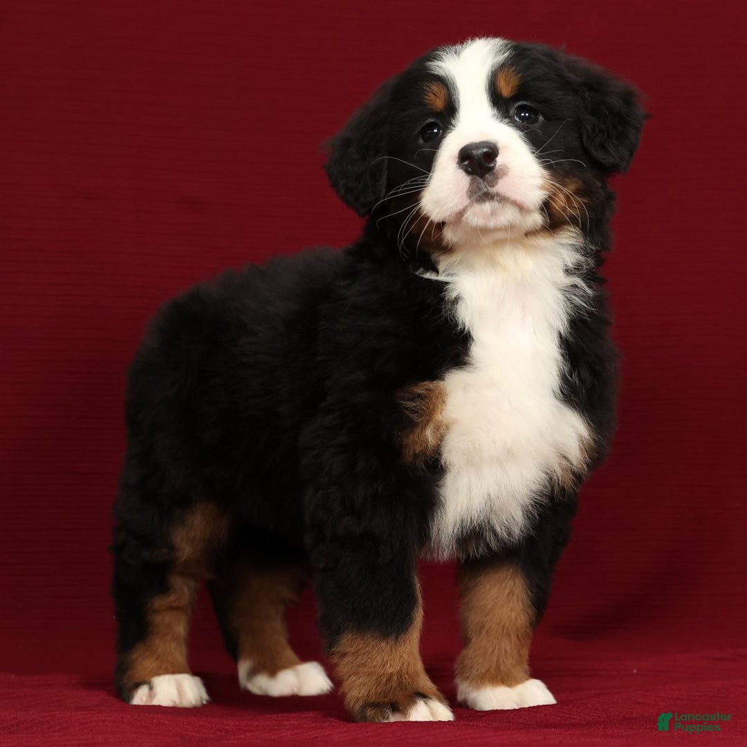 Bernese Mountain Dog dogs for sale: Piper - Ad 2