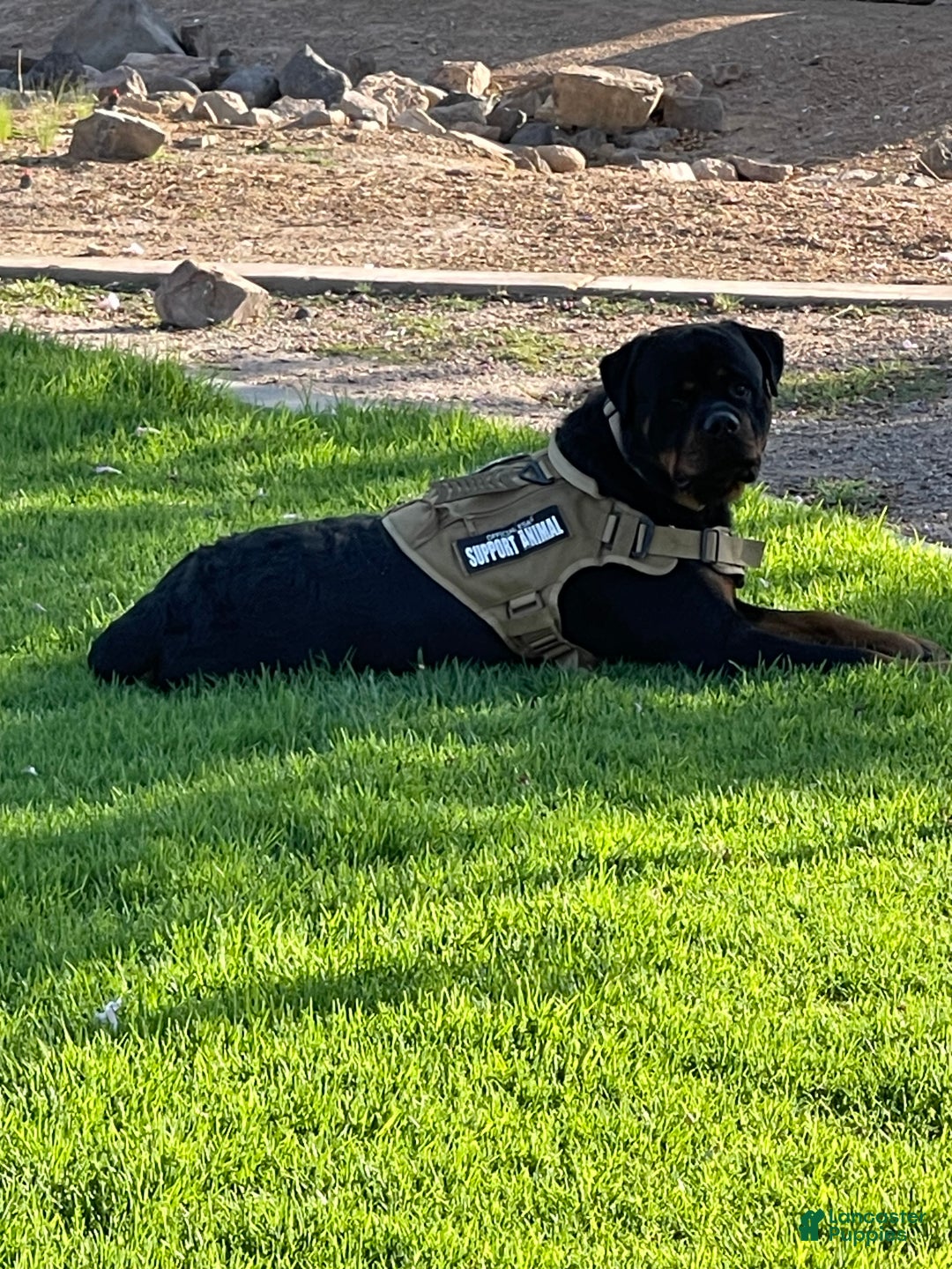 Rottweiler dogs for sale: 2nd Pick Male - Ad 3