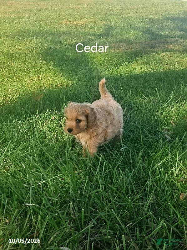Cavapoo dogs for sale: Cedar - Ad 2
