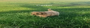 Cedar