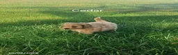 Cavapoo dogs for sale: Cedar - Ad 1