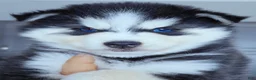 Pomsky dogs for sale: Ranger - Ad 4