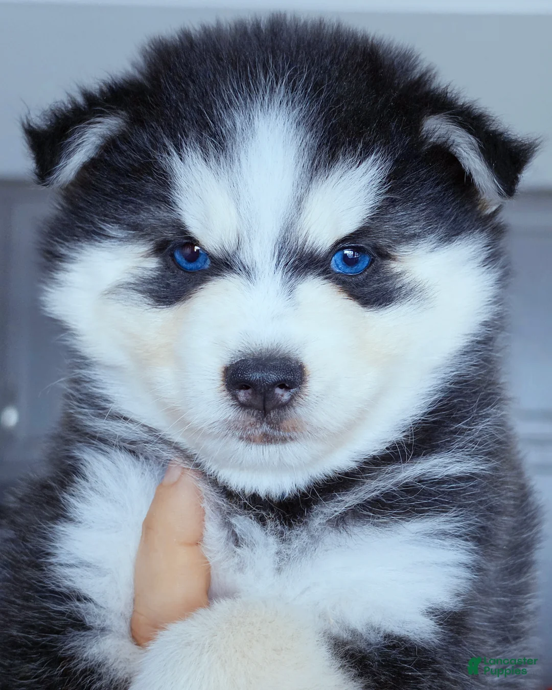 Pomsky dogs for sale: Ranger - Ad 4