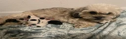 Malshi dogs for sale: Bella - Ad 7
