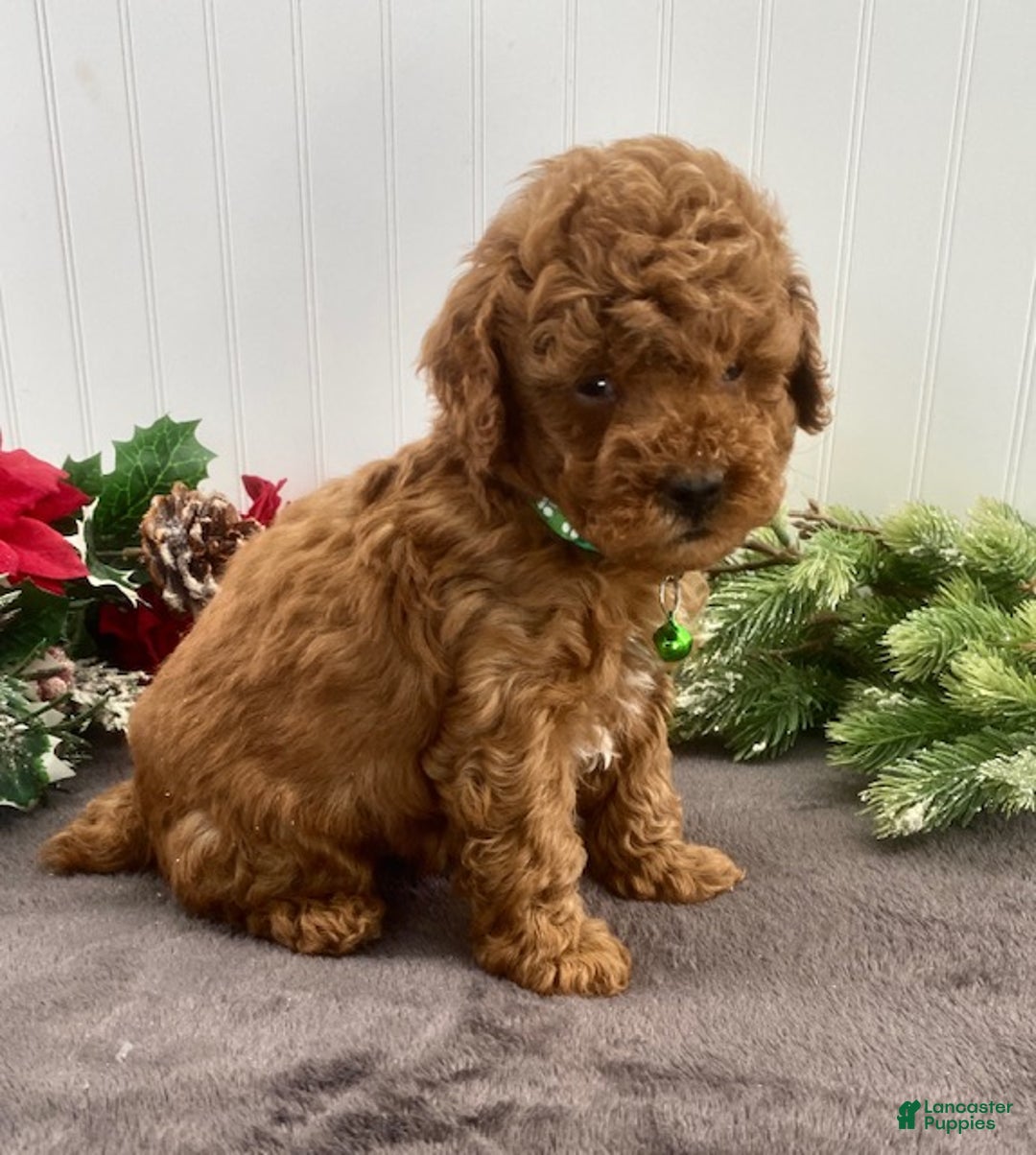 Toy Poodle dogs for sale: Benji - Ad 3