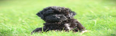 Onyx