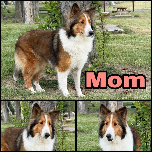 Shetland Sheepdog dogs for sale: Cash - Ad 2