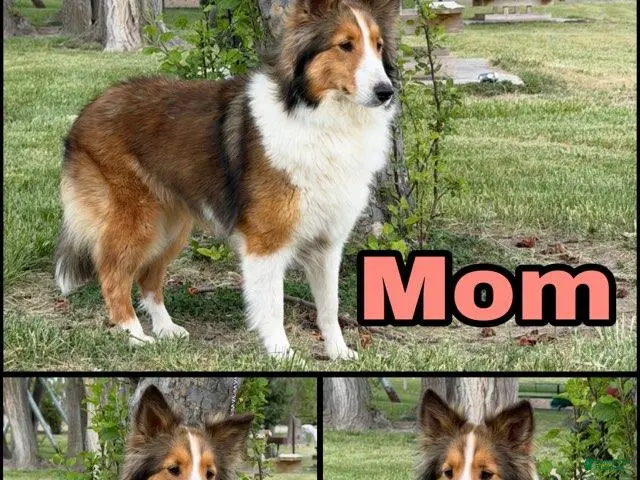 Shetland Sheepdog dogs for sale: Cash - Ad 2