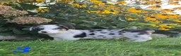 American Corgi dogs for sale: American Corgi 5 - Ad 2