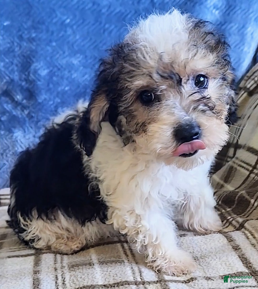 Mixed Breed dogs for sale: Max - Ad 1