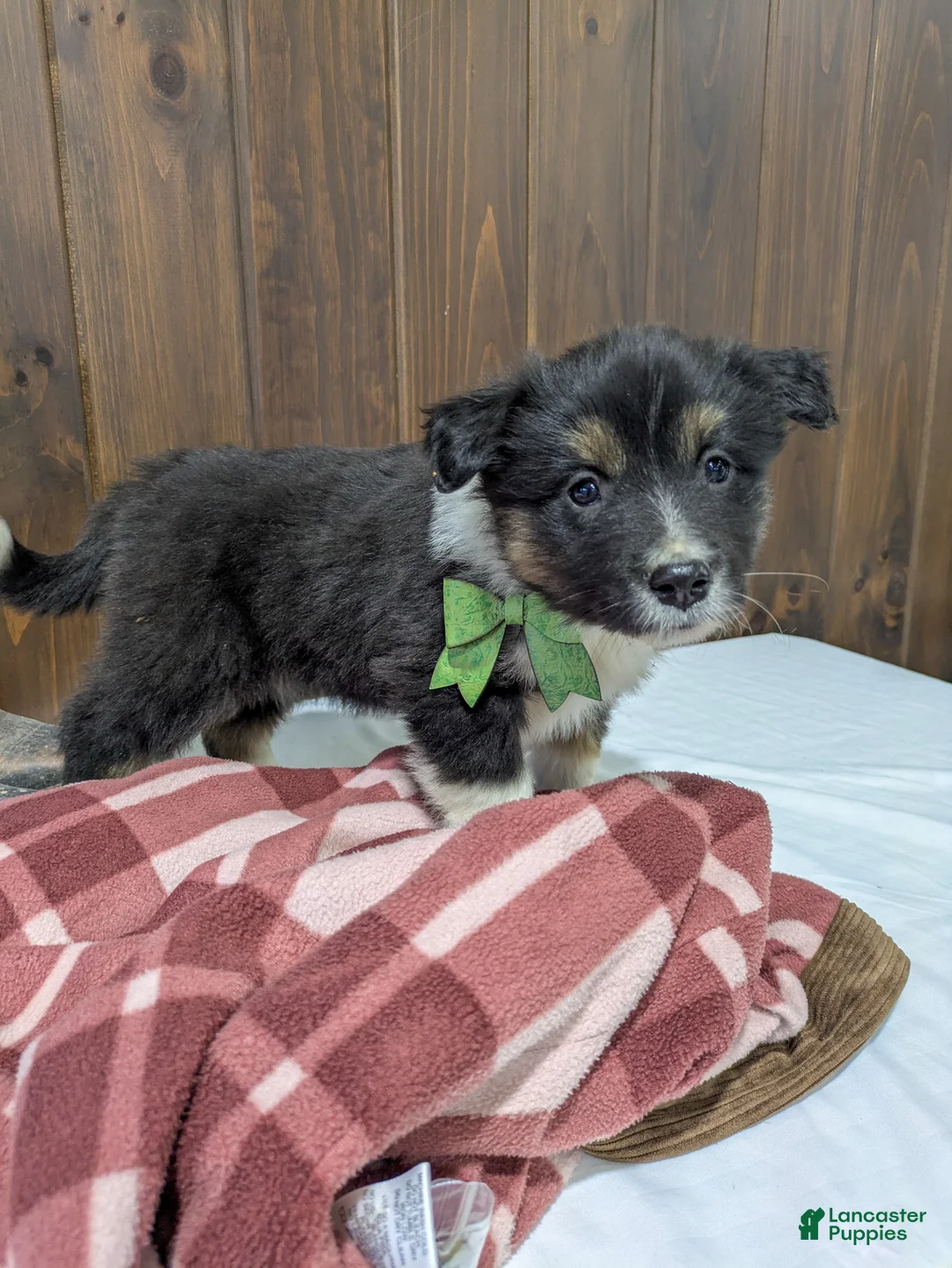 Mixed Breed dogs for sale: Lark - Ad 2