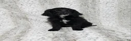 Goldendoodle dogs for sale: F1 BlackEyedPea - Ad 2