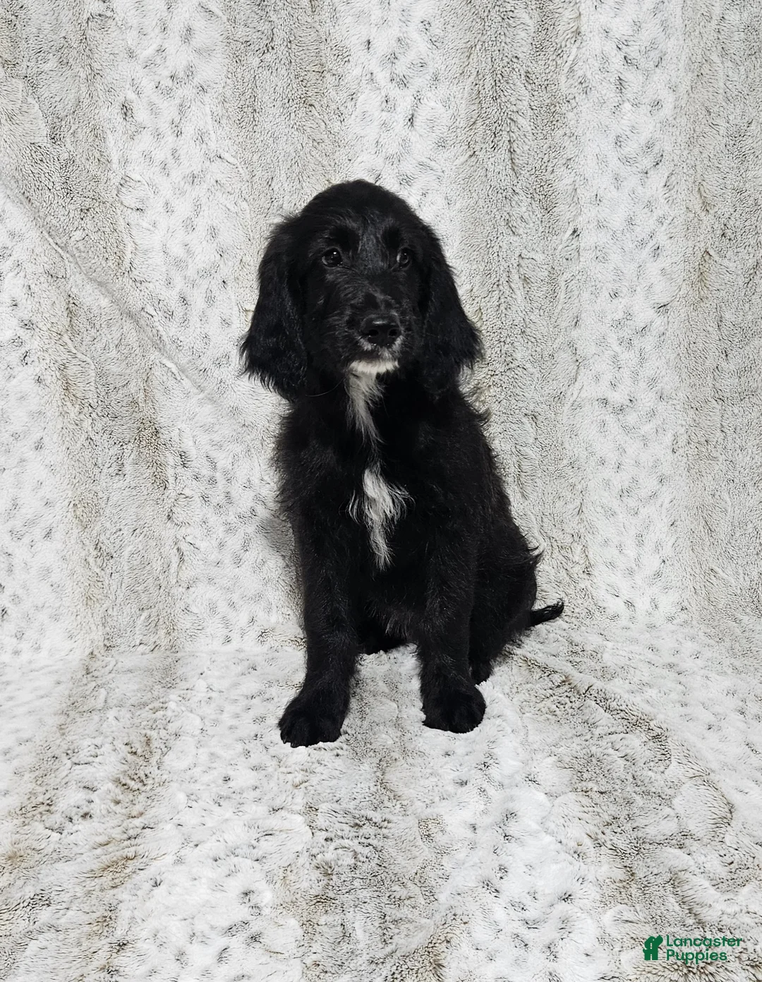 Goldendoodle dogs for sale: F1 BlackEyedPea - Ad 2
