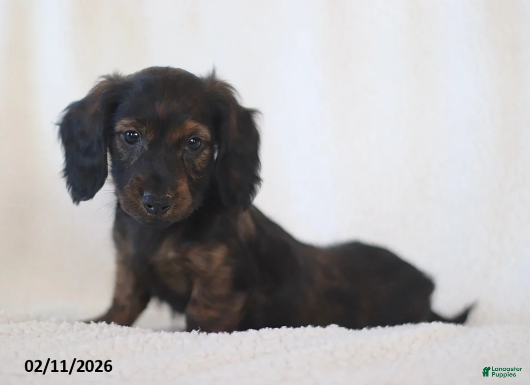 Miniature Dachshund dogs for sale: Ladino - Ad 2