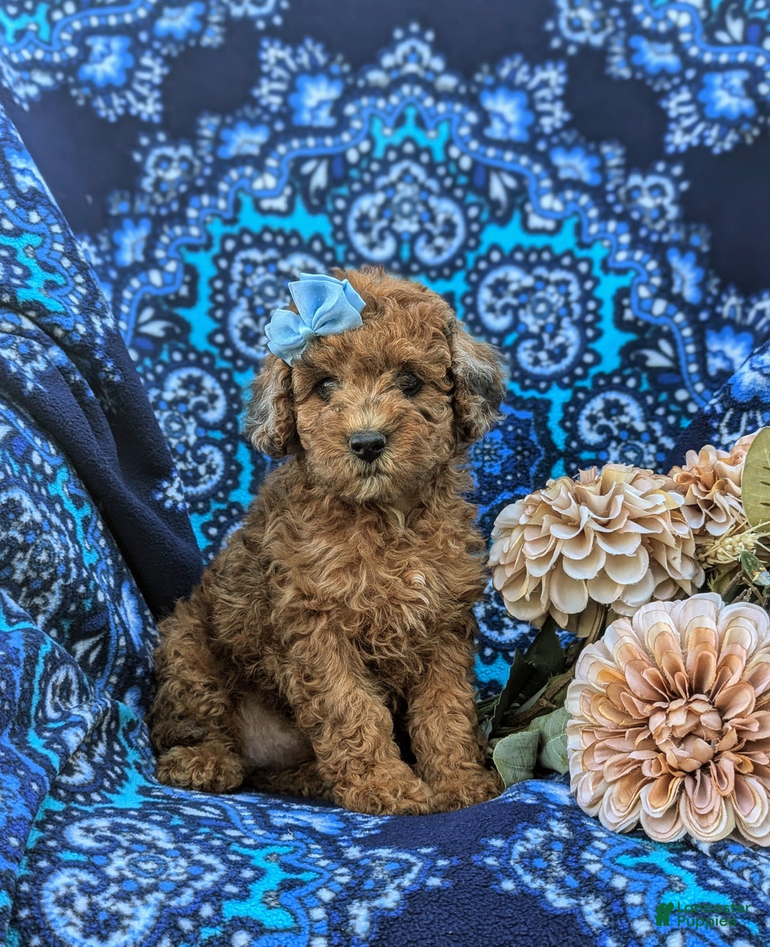 Cockapoo dogs for sale: Moore Hypoallergenic - Ad 26
