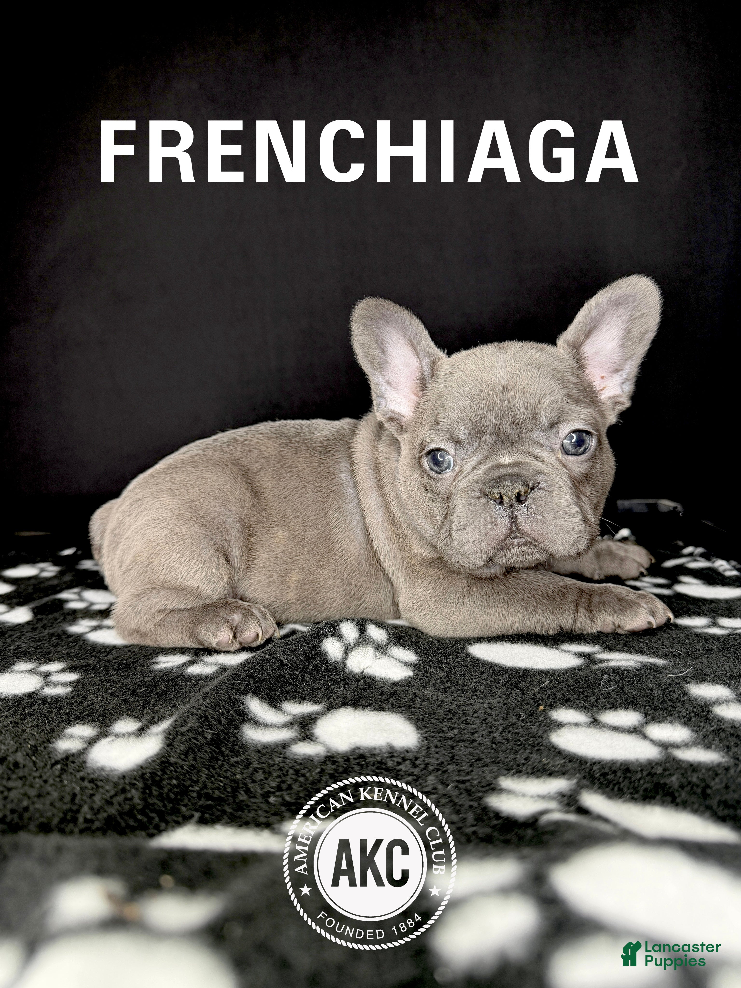 French Bulldog dogs HERMÈZ 💙 - Ad 1