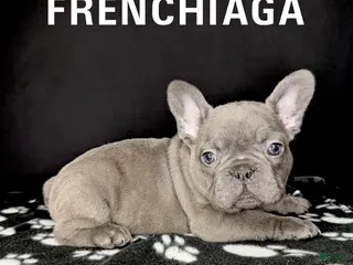 French Bulldog dogs for sale: HERMÈZ 💙 - Ad 1