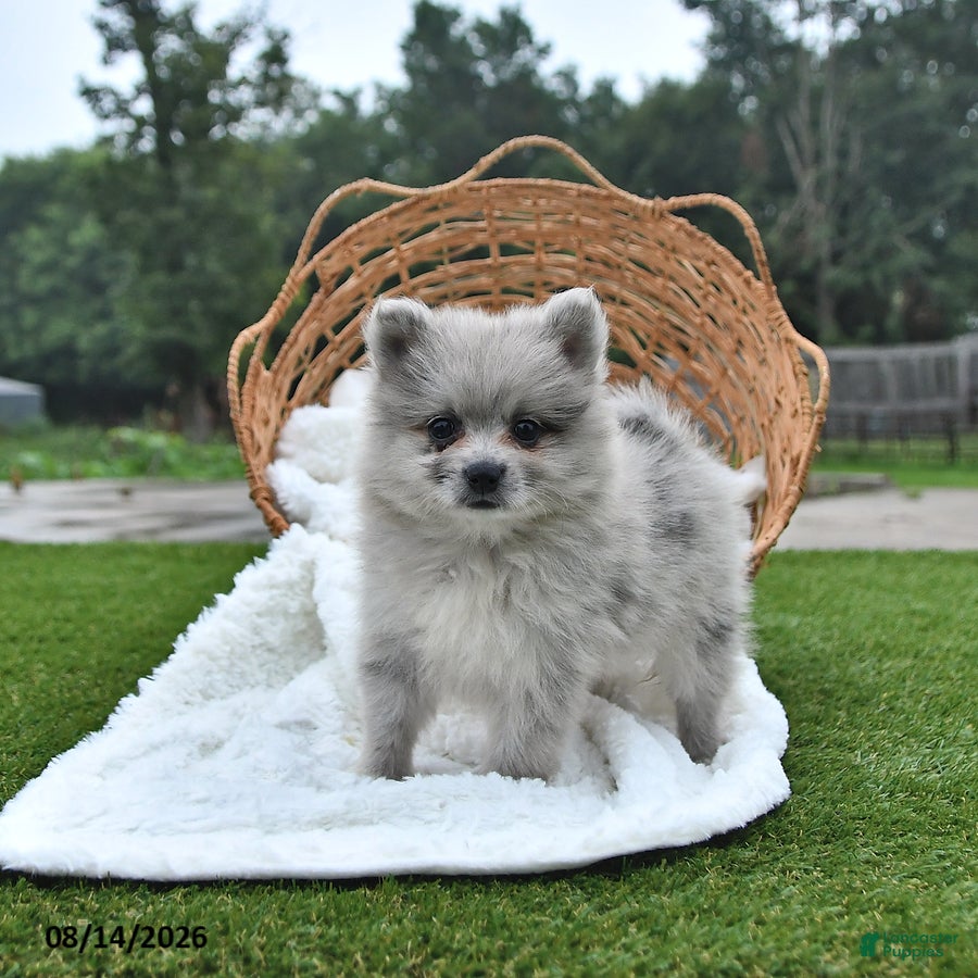 Pomeranian dogs Luke - Ad 1