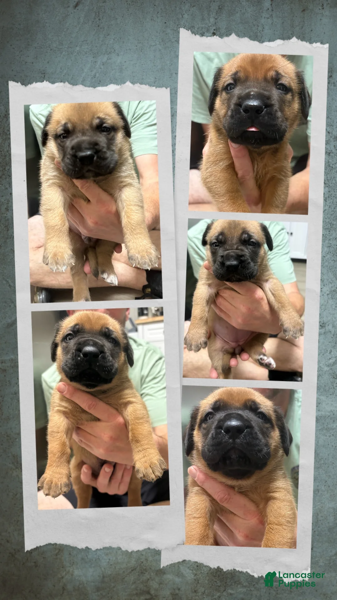 Mixed Breed dogs for sale: Black - Ad 5