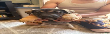Puppy 2