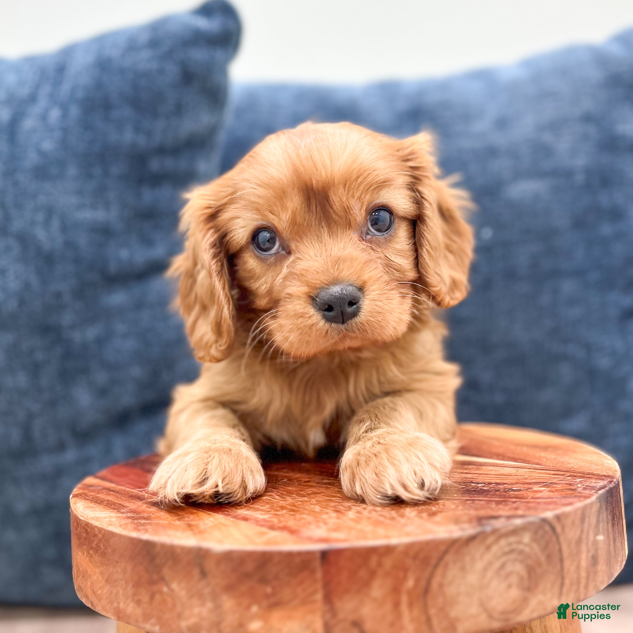 Cavalier King Charles Spaniel dogs Finn - Ad 2