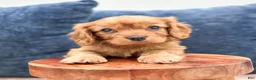 Cavalier King Charles Spaniel dogs for sale: Finn - Ad 2