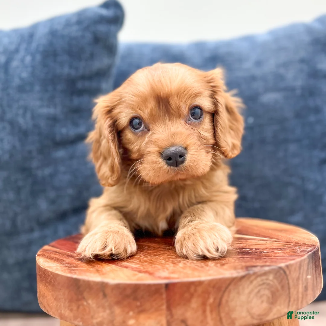 Cavalier King Charles Spaniel dogs for sale: Finn - Ad 2