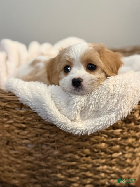 Mixed Breed dogs Savannah - Ad 1