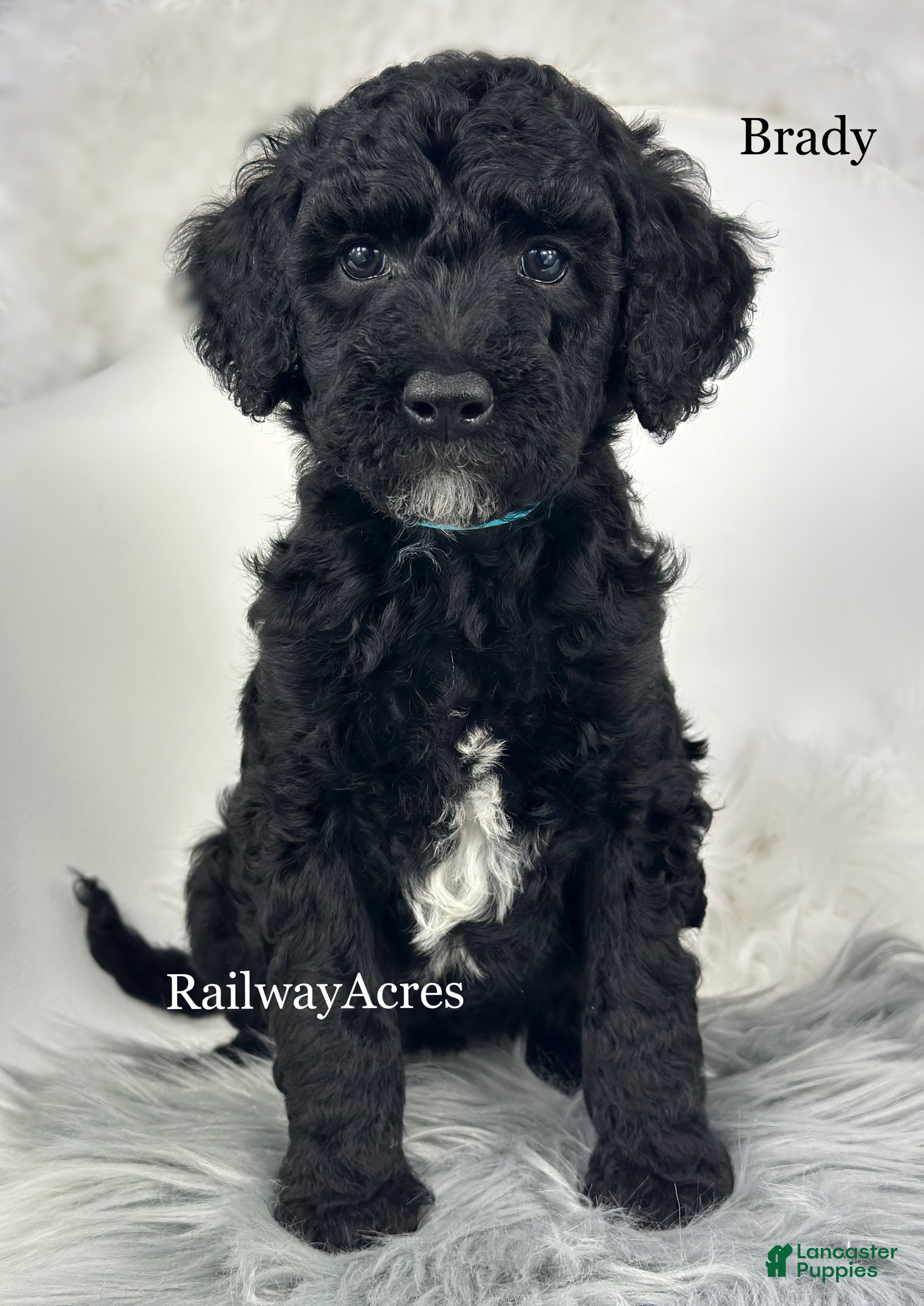 Mixed Breed dogs Brady - Ad 30