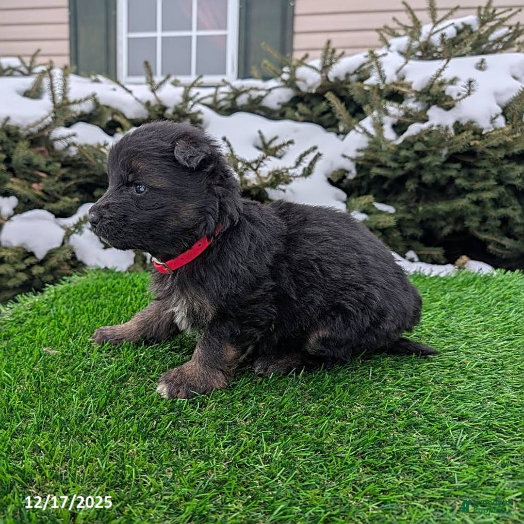 German Shepherd dogs for sale: Molly - Ad 4