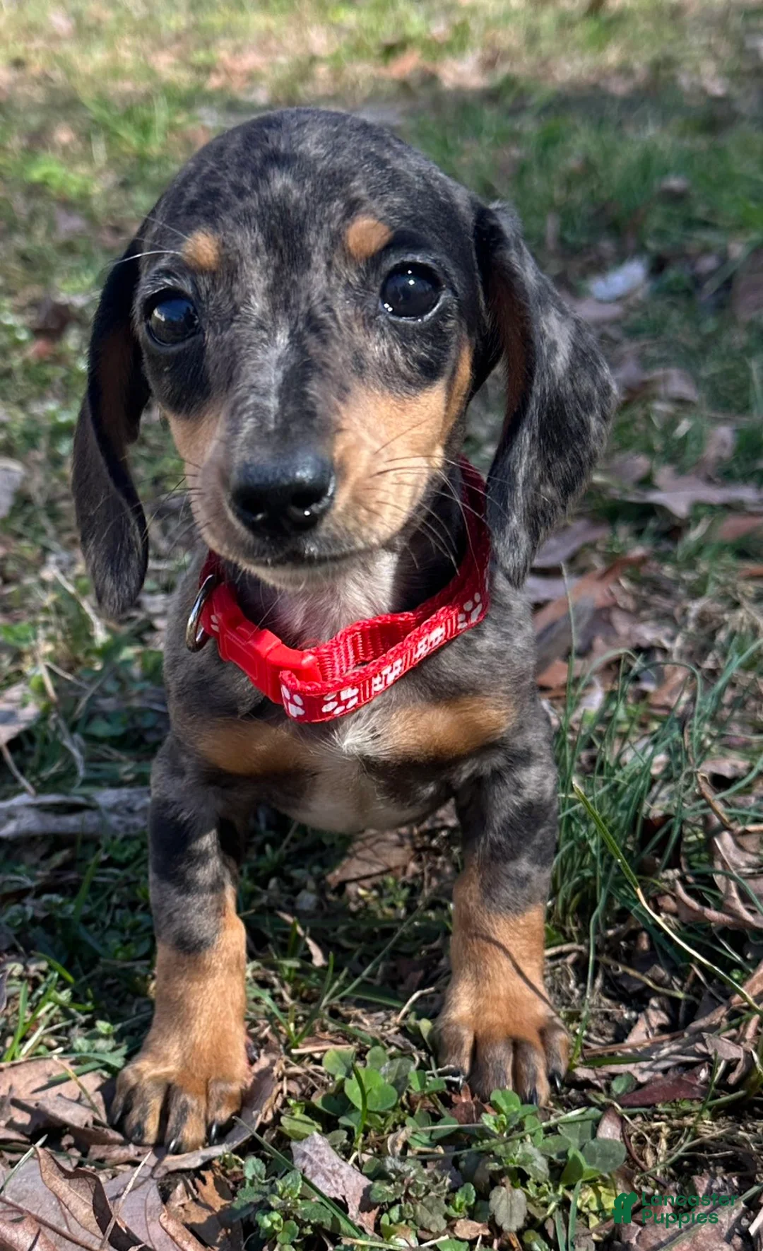 Miniature Dachshund dogs for sale: Leo - Ad 2