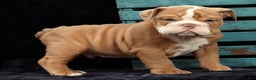 English Bulldog dogs for sale: Sam - Ad 8