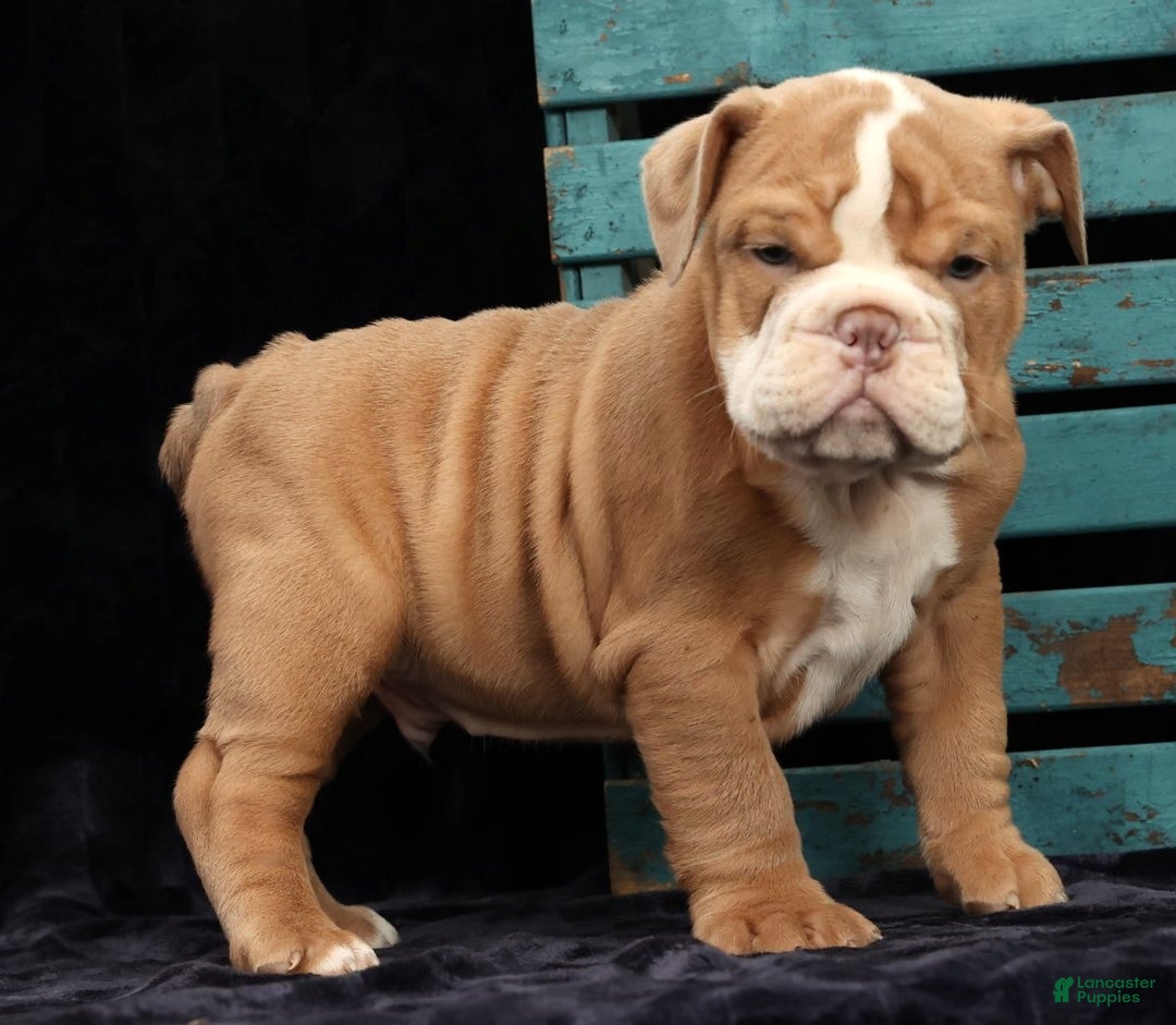 English Bulldog dogs for sale: Sam - Ad 8