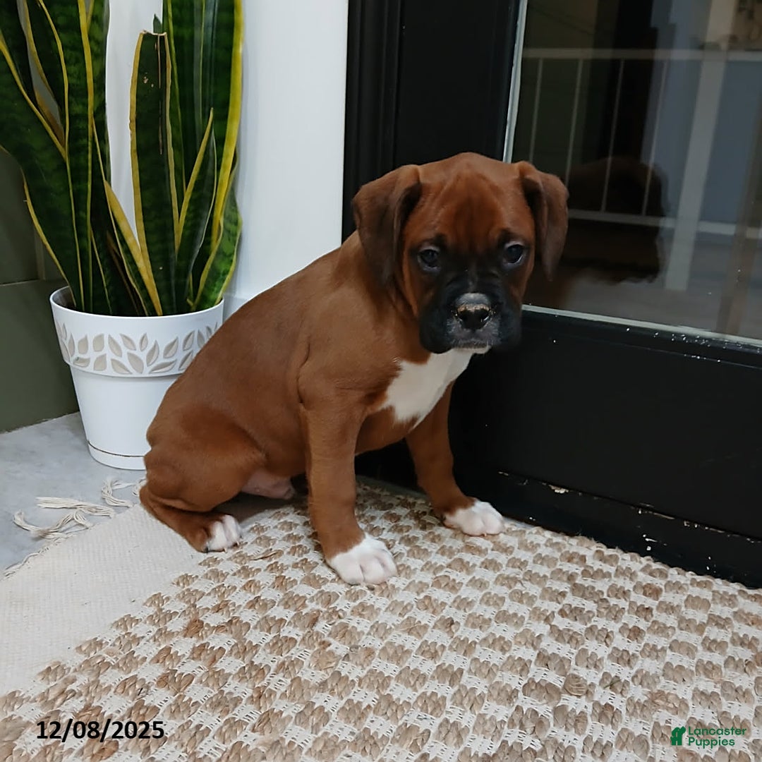 Boxer dogs for sale: Rocket - Ad 5