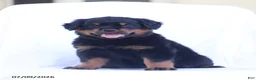 Rottweiler dogs for sale: Kora - Ad 4