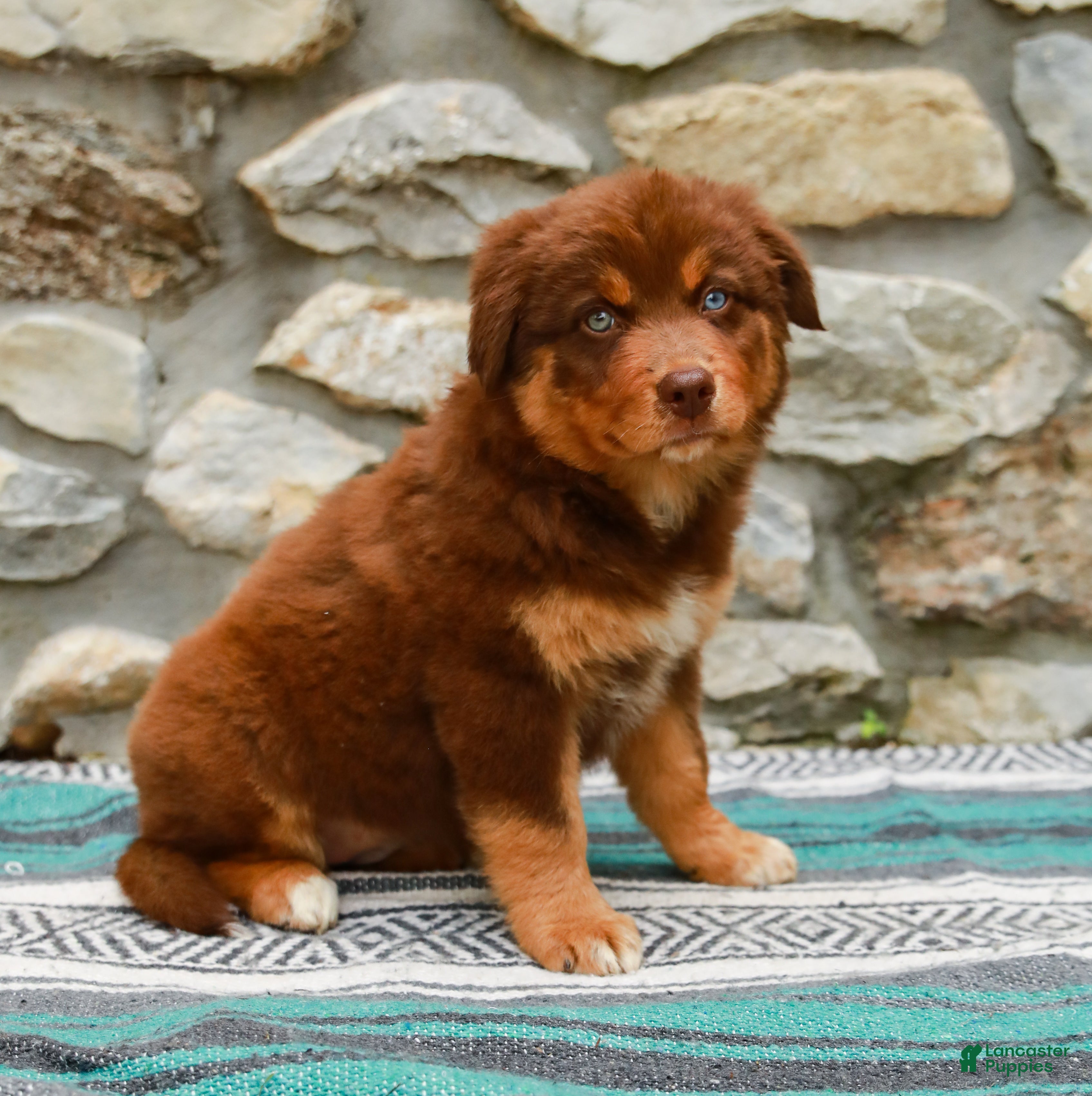Australian Shepherd dogs Lucy - Ad 2