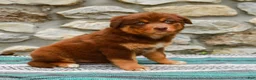 Australian Shepherd dogs for sale: Lucy - Ad 4