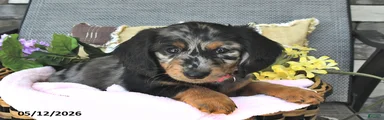 Kylee