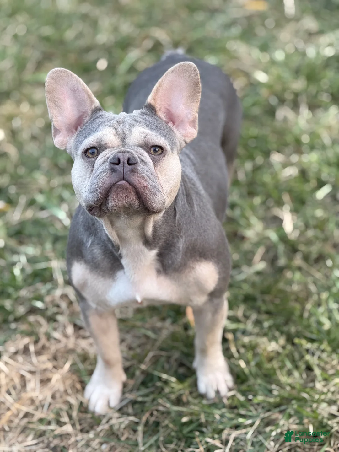 French Bulldog dogs for sale: Big Boy - Ad 10