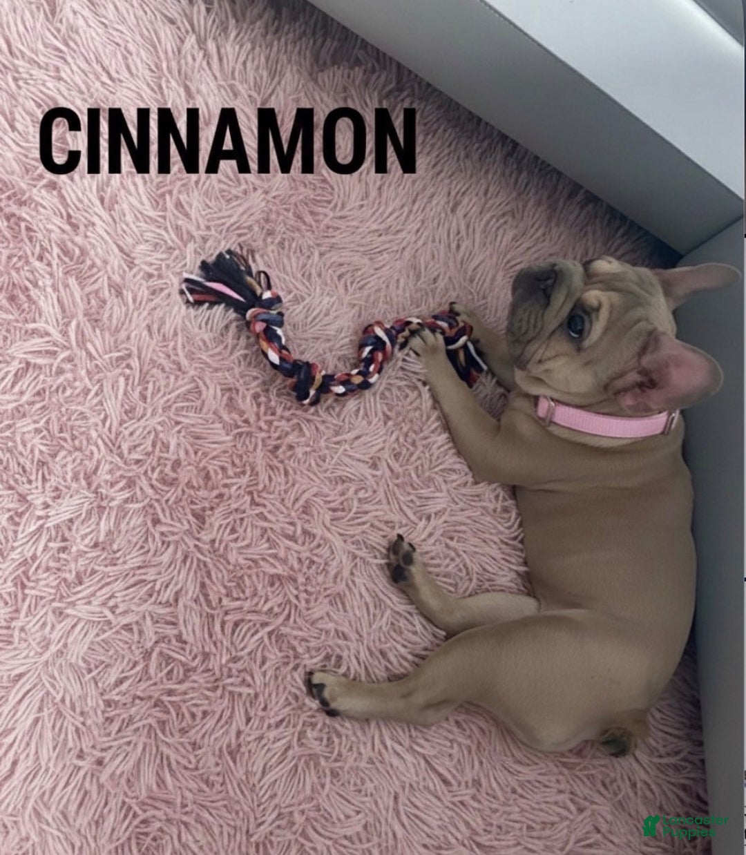 French Bulldog dogs for sale: French Bulldog Puppy 2 - Ad 2