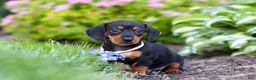 Miniature Dachshund dogs for sale: Rascal - Ad 2