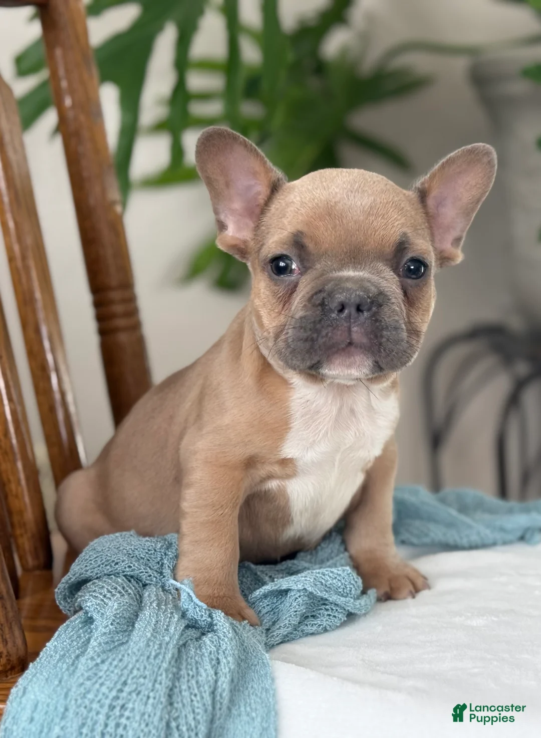 French Bulldog dogs for sale: Wilder - Ad 3