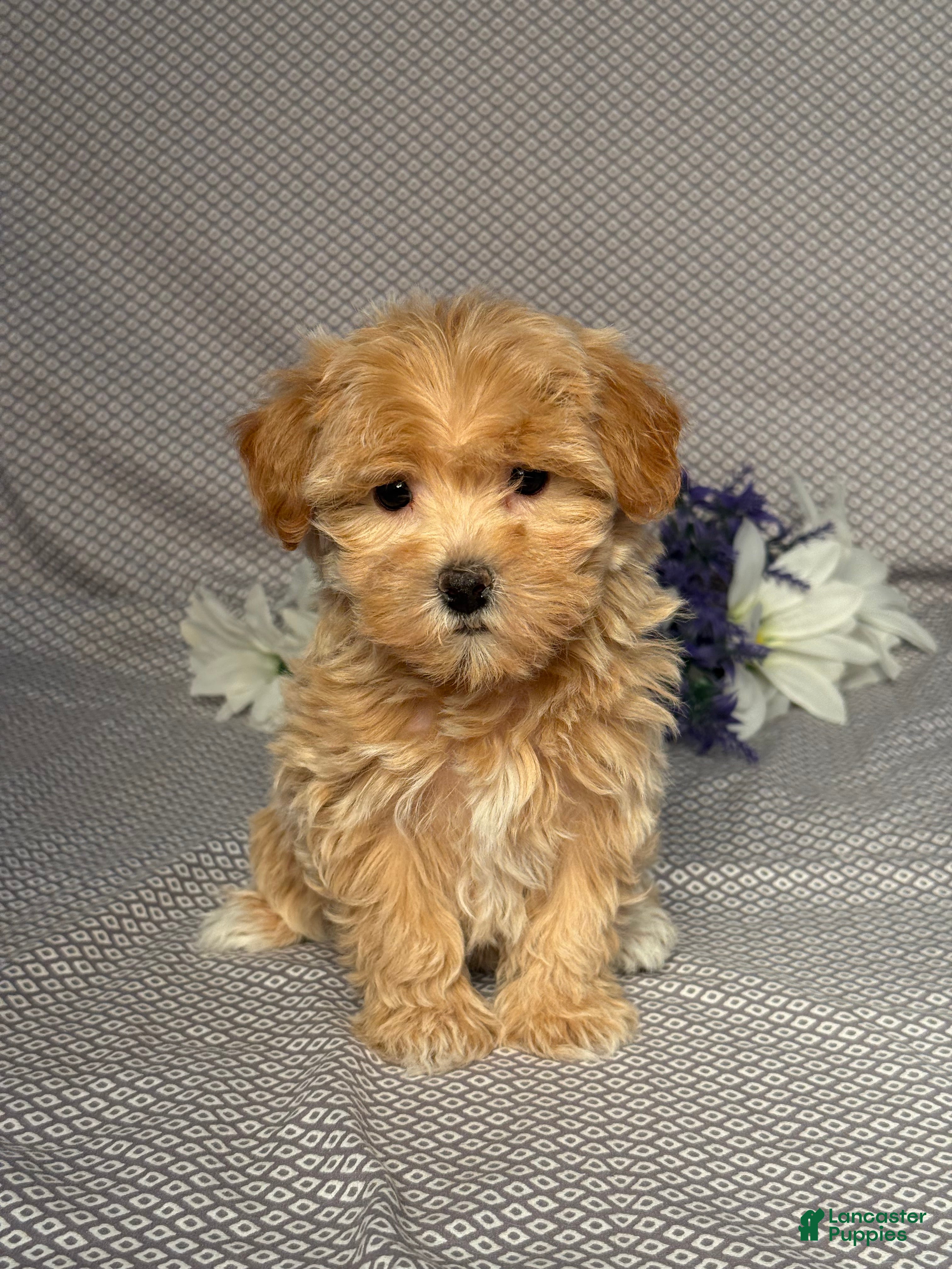 Maltipoo dogs Joy - Ad 1
